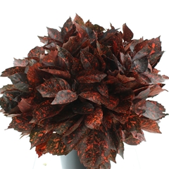 Aucuba Japonica Bs 60cm 300gram
