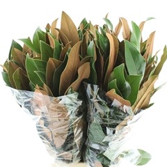 Magnolia Grandifl Bs 75cm 400gram