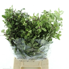 Pittosporum P Bunch 60cm 150gram