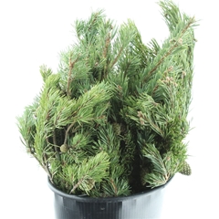 Pinus Mugo Var Mughu 55cm