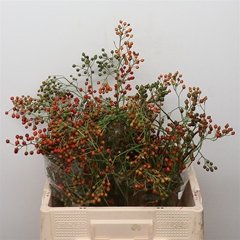 Rosa Corallo 50cm