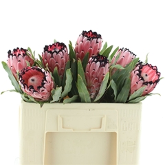 Protea Red Ice 50cm