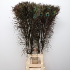 Pauwenveren 21% 110cm