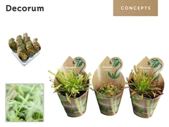Vleesetende Planten 20cm