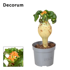 Jatropha Podagrica 13Ø 25cm