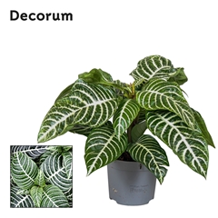 Aphelandra Squarrosa 13Ø 25cm