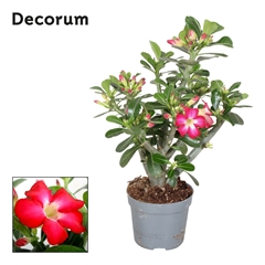 Adenium 13Ø 40cm