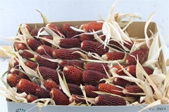 Zea Mays 6%