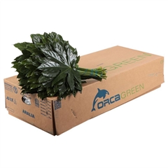 Fatsia Japonica Bs 30cm