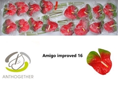 Anth A Amigo Improve 11cm Ø