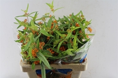Ascl Tuberosa 50cm 33