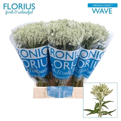 Veron Smart Wave 50cm