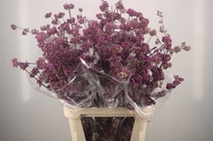 Callicarpa Bod Profu 160cm