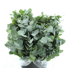 Euca Cinerea P Bunch 50cm 125gram