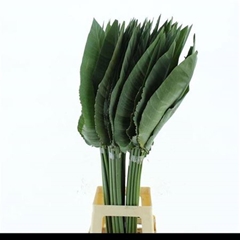 Strelitziablad 100cm