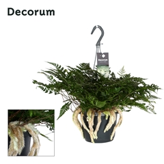 Humata Tyermannii 17Ø 45cm