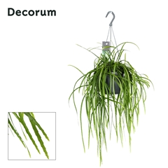 Lepismium Bolivianum 17Ø 40cm