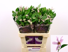 Clem Amazing Miami 60cm 23 4