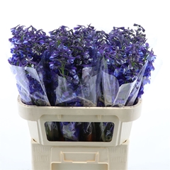 Delph En Donna Blue 70cm 34