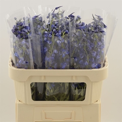 Delph En Deldon Blue 70cm 23