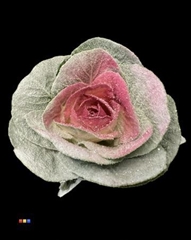 Brassica Marshmallow Cerise