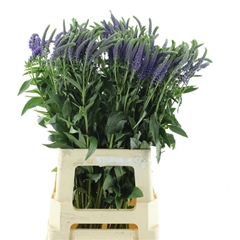 Veron L Skyler Blue 70cm