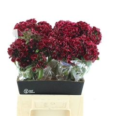 Di Barb Kiw Dark Red 45cm 23