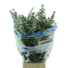 Euc Baby Blue P Bs 70cm 200gram