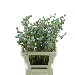 Euca Cinerea P Bunch 50cm 250gram