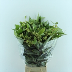 Euc Robusta P.bunch 60cm 300gram