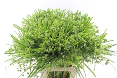 Cyperus Glaber 65cm