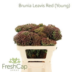 Brunia Laevis 40cm
