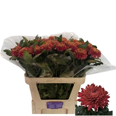 Chr G Marielle Red 75cm 60gram