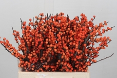Ilex Winter Gold 40cm