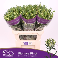 Alst Fl Pinot 75cm 30+
