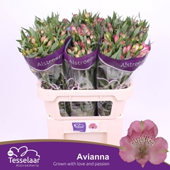 Alstr Avianna 75cm 65gram