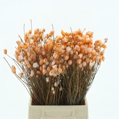 Snijbloemen Klb H% 50cm