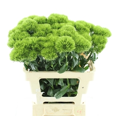 Di Barb Kiwi Mellow 60cm 99