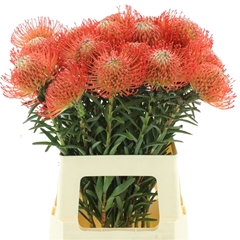 Leuco Co Succession 60cm