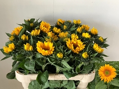Helian An Vin Fresh 75cm 13