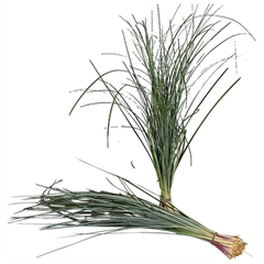 Xerophyl Beargras Bs 75cm