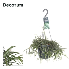 Rhipsalis Pilocarpa 17Ø 35cm