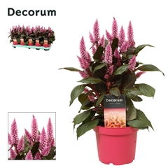 Cel Merida Pink