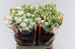 Eust G Rosita White 70cm