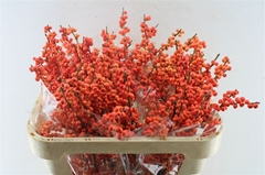 Ilex Oudijks Orange 70cm