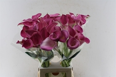 Zant Pink Jewel 70cm