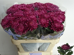 Chr G Bigoudi Purple 75cm 80gram