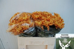 Chr G Astro 60cm 85gram