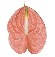 Anth A Evita Pink 60cm 13cm Ø