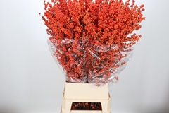 Ilex Winter Gold 120cm